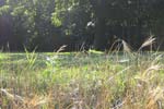 A profile of hole 15 through some prairie grasses. 