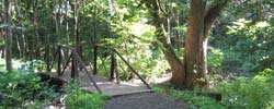 A path through the woods