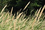 Although pleasant looking, this is not where you want to be looking for a stray disc. 